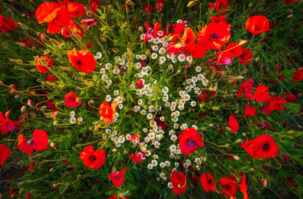 Vibrant poppy field with daisies in summer