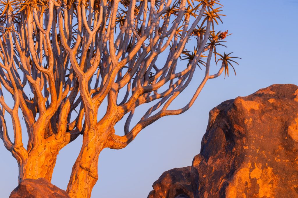 Quiver tree and abstract rock formations at sunset, Quiver Tree Forest, Namibia