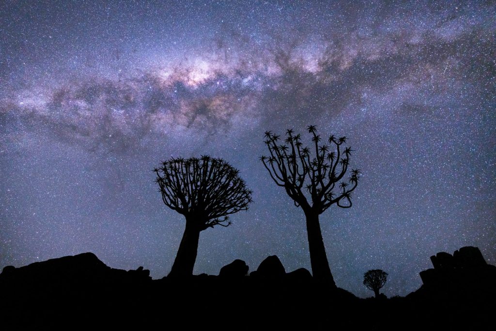 Quiver trees silhouetted against the Milky Way, Quiver Tree Forest, Namibia