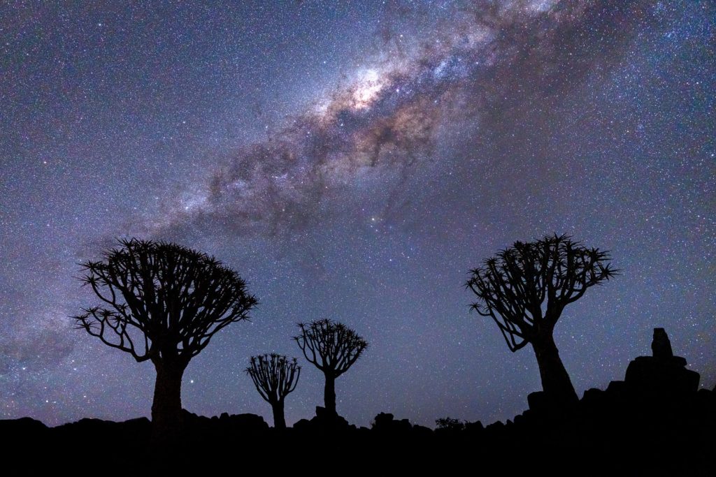 Quiver trees silhouetted against the Milky Way, Quiver Tree Forest, Namibia