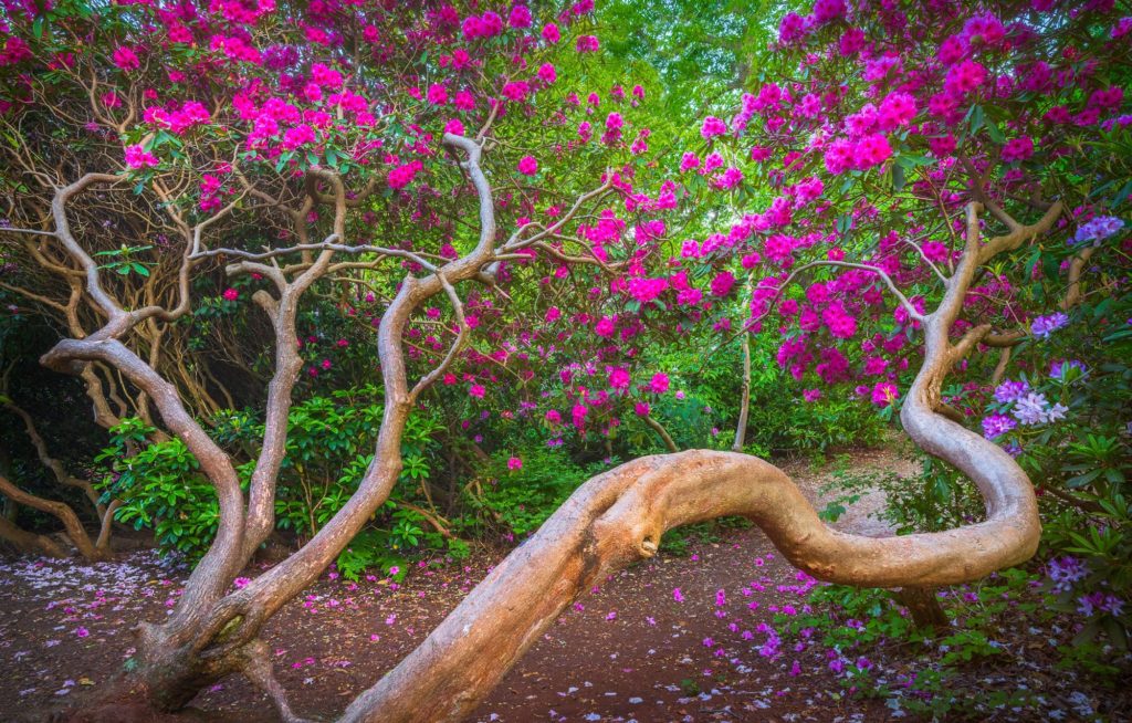 Rhododendron trees with vibrant pink flowers in Norfolk, England