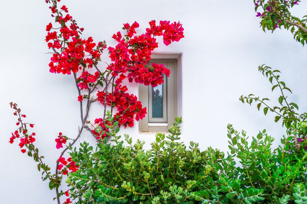 Vibrant red bougainvillea against a white wall in Santorini, Greece
