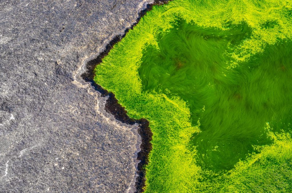 Vibrant green seaweed contrasting with dark rocky shoreline at Senja Beach, Norway