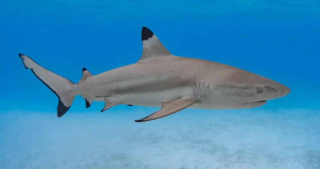 Grey shark swimming in clear blue waters of Moorea, French Polynesia