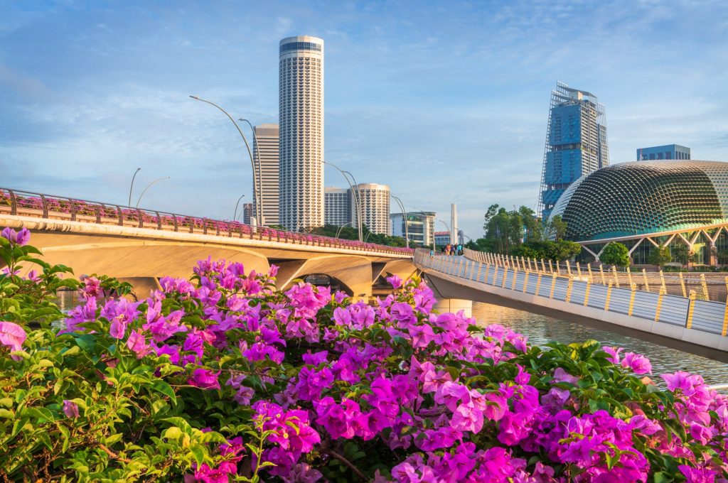Bougainvillea flowers in foreground with Singapore skyline at sunrise
