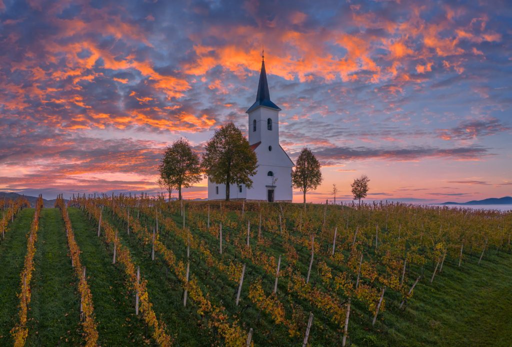 Colourful sunrise over a church surrounded by vineyards in Slovenia