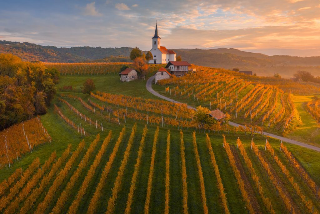 Vineyard at sunrise with a church in Slovenia