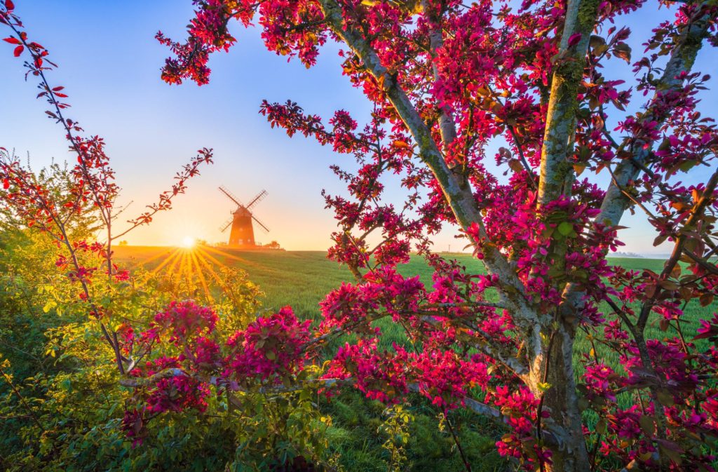 Spring sunrise behind a windmill framed by blooming flowers