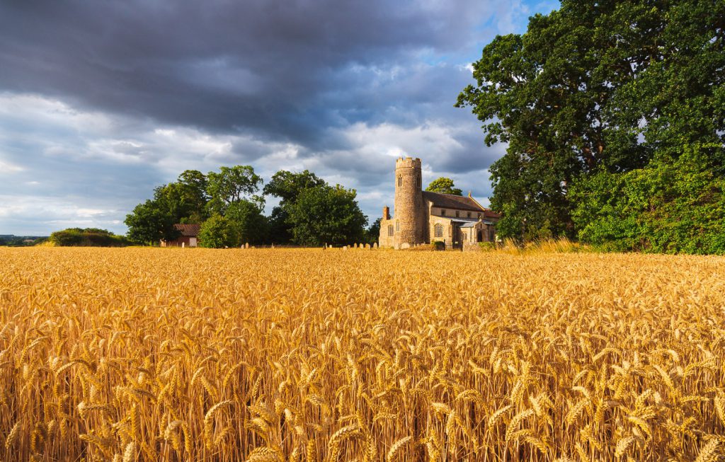 St Andrews Church surrounded by golden wheat fields under a dramatic sky, Cromer, England