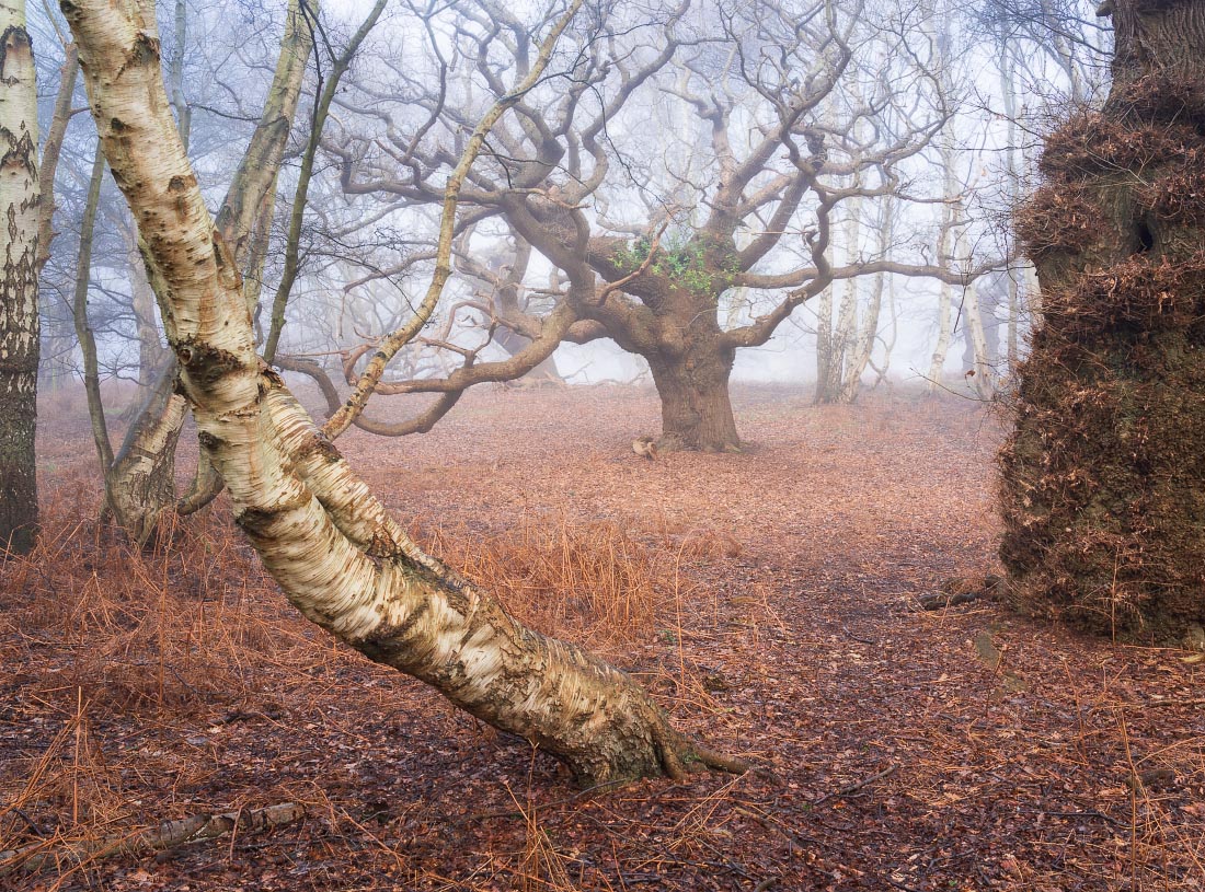 Staverton Park, Suffolk, ancient trees amid the fog