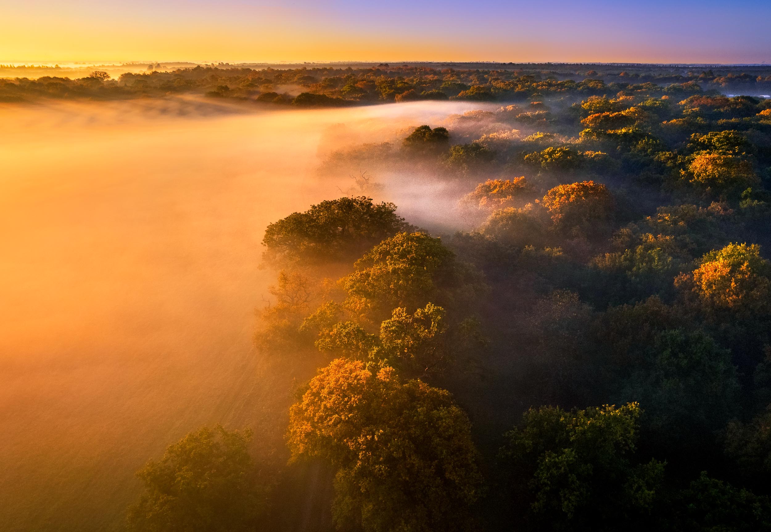 Aerial view of misty trees at Staverton Park Thicks, Suffolk, England