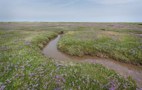 Twisting creeks on the salt marshes at Stiffkey, Norfolk, surrounded with summer sea lavender