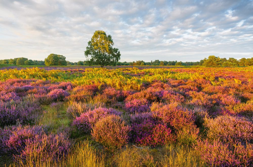 Suffolk heather in the summer