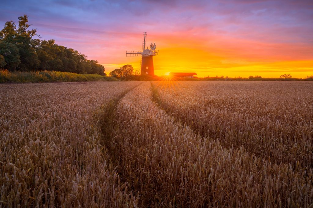 Suffolk windmill at sunset with golden fields in summer