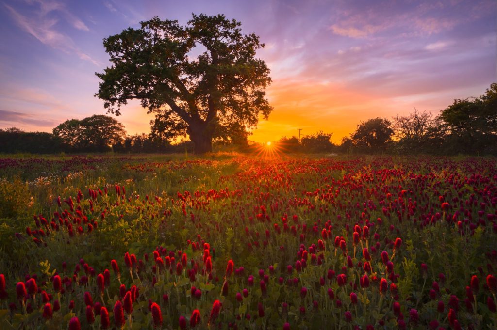 Vibrant summer field with red flowers and sunset, location unknown