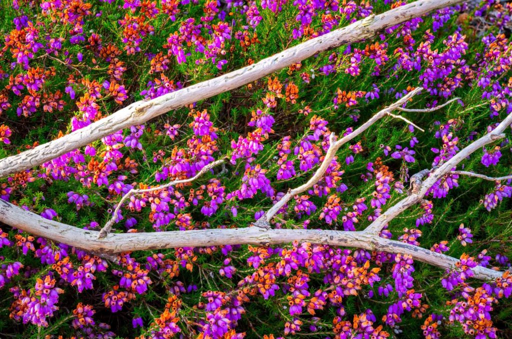 Vibrant summer heather flowers in purple and orange hues