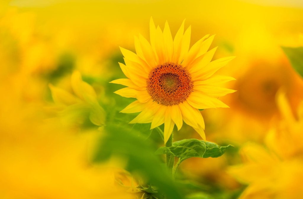 Vibrant sunflower in a field, Norfolk, England