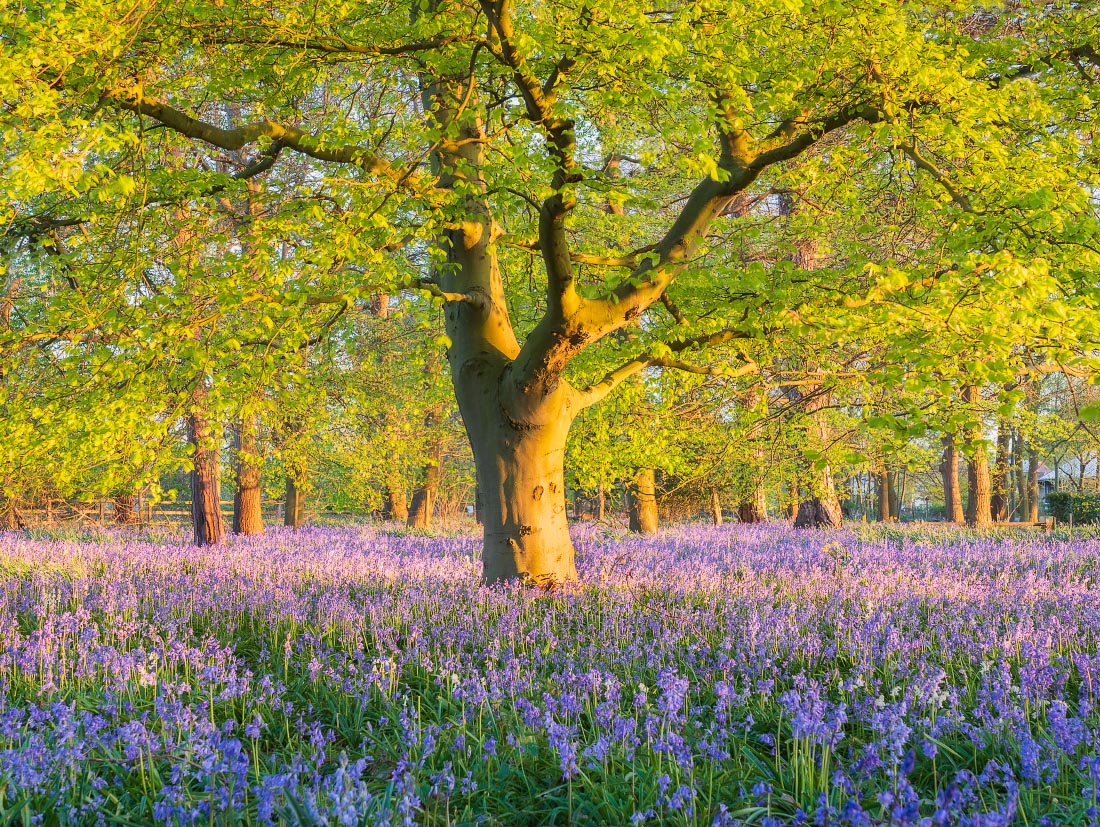 Carpet of bluebells in the Sutton Hoo wood, Suffolk