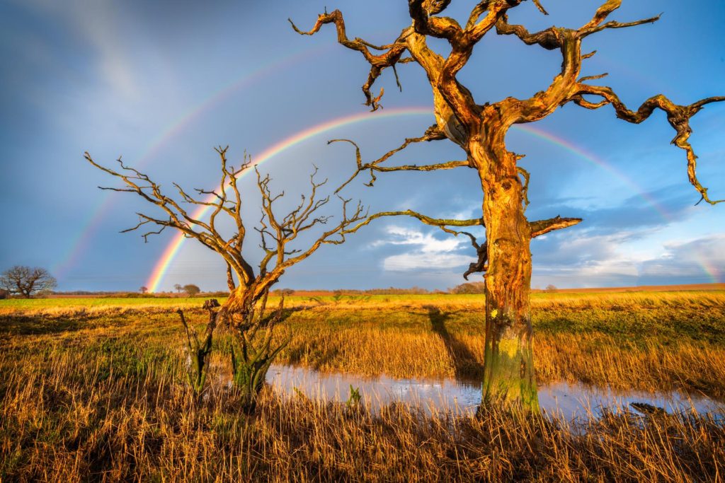 Twisted trees with a rainbow over the River Orwell, Suffolk, England