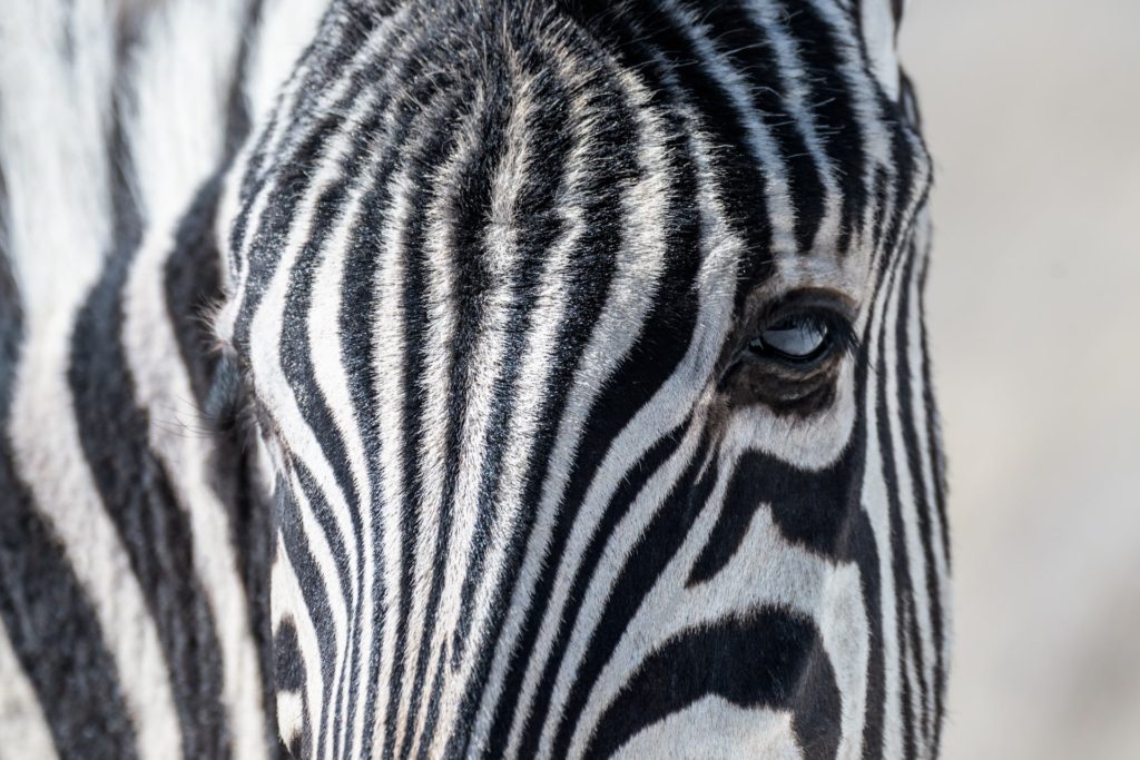 Close-up of a zebra's striped face in Namibia